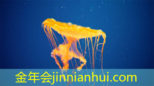 jinnian金年会：挂机升级3d手游游戏